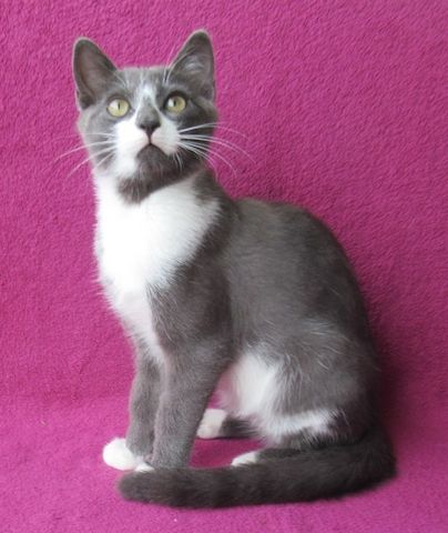 kleiner Kater grau-weiß - 3,5 Monate - verspielt - Katerchen Kätzchen Katzenjunge Katze Katzenbaby