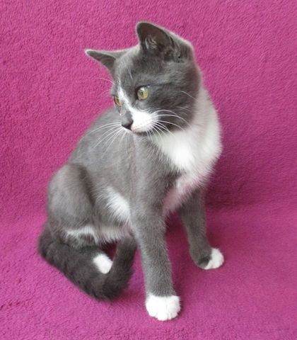 kleiner Kater grau-weiß - 3,5 Monate - verspielt - Katerchen Kätzchen Katzenjunge Katze Katzenbaby