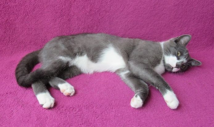 kleiner Kater grau-weiß - 3,5 Monate - verspielt - Katerchen Kätzchen Katzenjunge Katze Katzenbaby