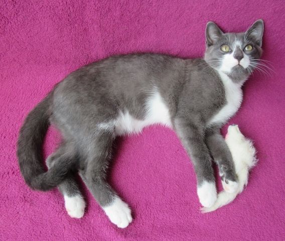 kleiner Kater grau-weiß - 3,5 Monate - verspielt - Katerchen Kätzchen Katzenjunge Katze Katzenbaby