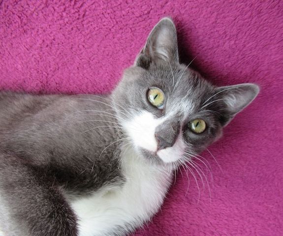 kleiner Kater grau-weiß - 3,5 Monate - verspielt - Katerchen Kätzchen Katzenjunge Katze Katzenbaby