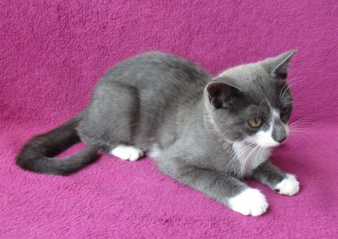kleiner Kater grau-weiß - 3,5 Monate - verspielt - Katerchen Kätzchen Katzenjunge Katze Katzenbaby