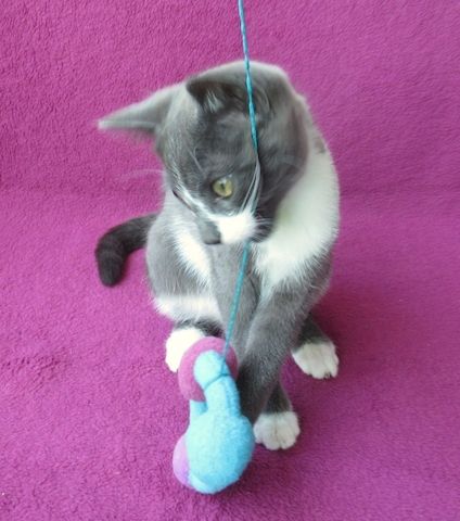 kleiner Kater grau-weiß - 3,5 Monate - verspielt - Katerchen Kätzchen Katzenjunge Katze Katzenbaby
