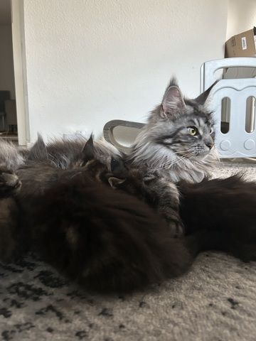 Maine Coon Kitten in verschiedenen dunklen Farben suchen ein liebevolles Zuhause 🐾