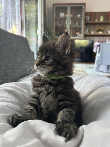 Maine Coon Kitten in verschiedenen dunklen Farben suchen ein liebevolles Zuhause 🐾