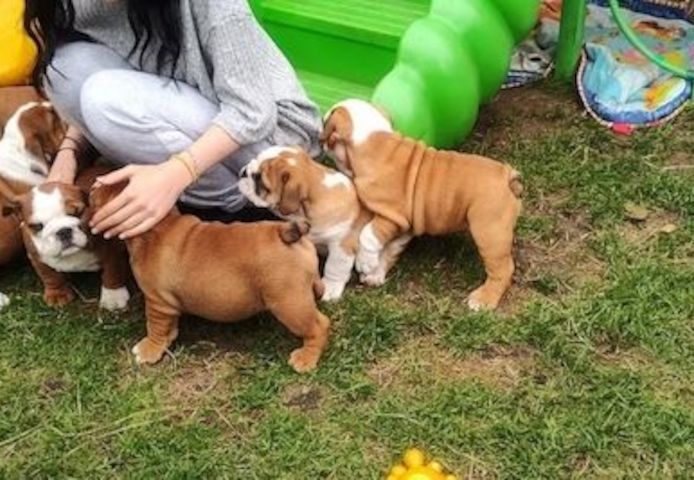 Wunderschöne Englische Bulldoggenwelpen!