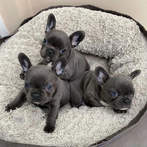 Französische Bulldoggenwelpen zu vermitteln