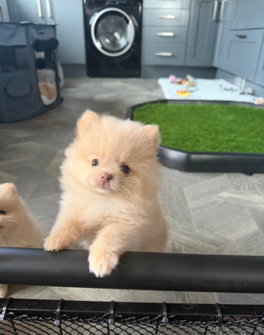 Pomeranian-Welpen zu adoptieren