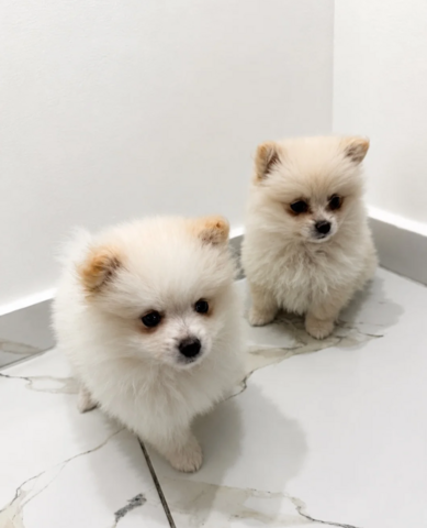 Pomeranian-Welpen zu adoptieren