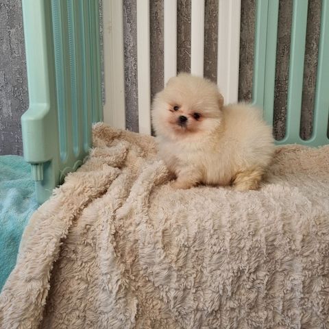 Pomeranian-Welpen zu adoptieren