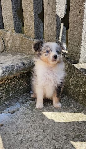 Sheltie-Junge