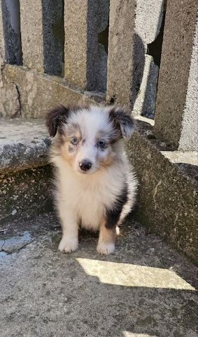 Sheltie-Junge