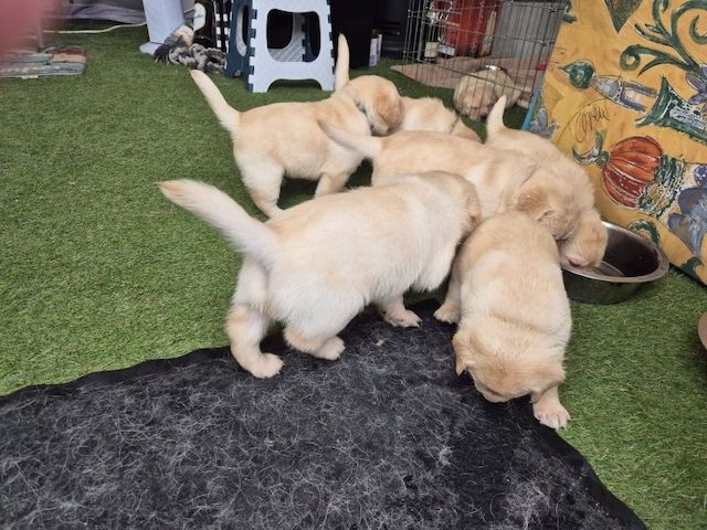 Labradorwelpen zu vermitteln