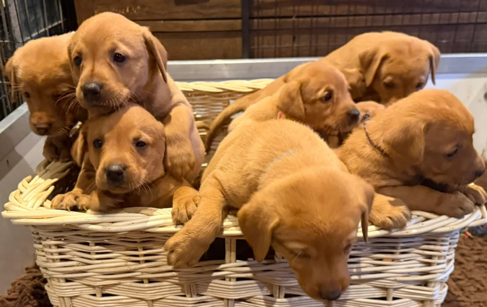 Labradorwelpen zu vermitteln