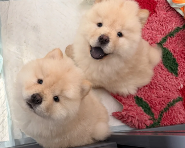 Chow-Chow-Welpen zu vermitteln