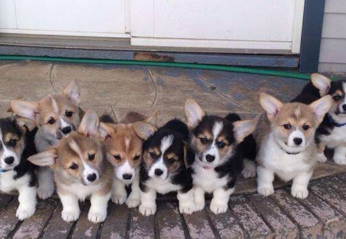 Corgi-Welpen zu vermitteln