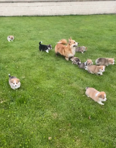 Corgi-Welpen zu vermitteln