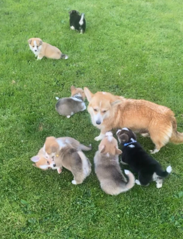 Corgi-Welpen zu vermitteln