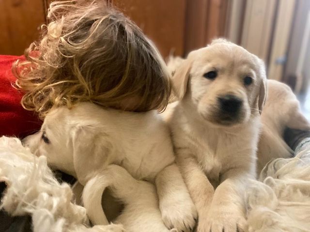 Golden-Retriever-Welpen
