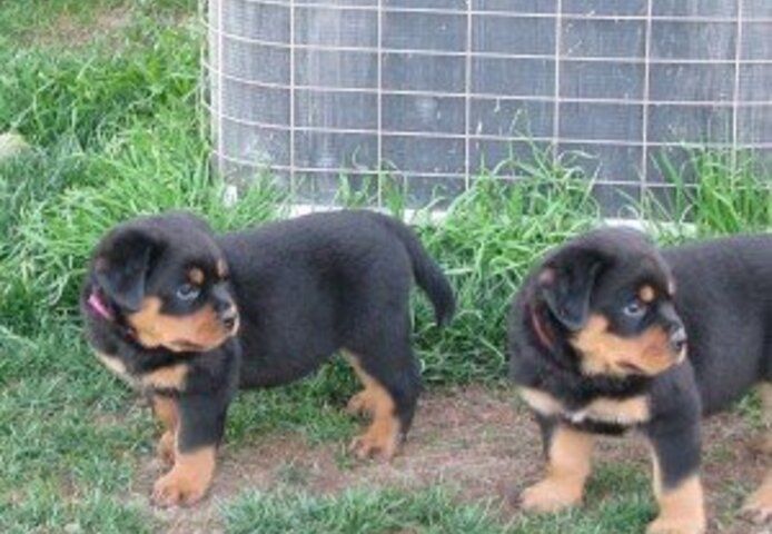 Rottweiler-Welpen mit Stammbaum