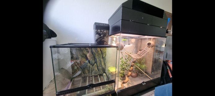 Madagaskar-Taggeckos