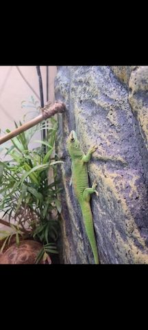 Madagaskar-Taggeckos