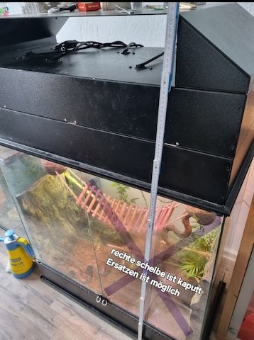 Madagaskar-Taggeckos