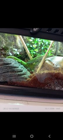 Madagaskar-Taggeckos