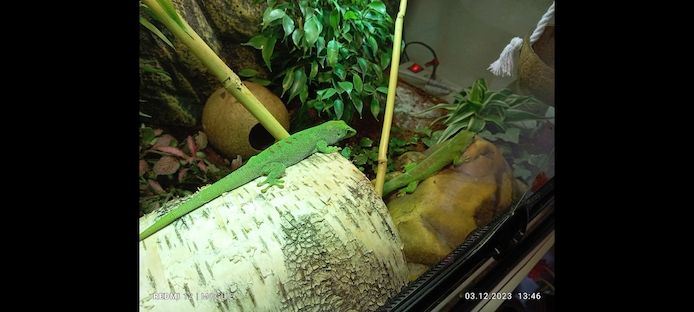 Madagaskar-Taggeckos