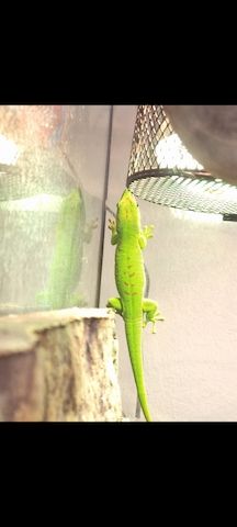 Madagaskar-Taggeckos