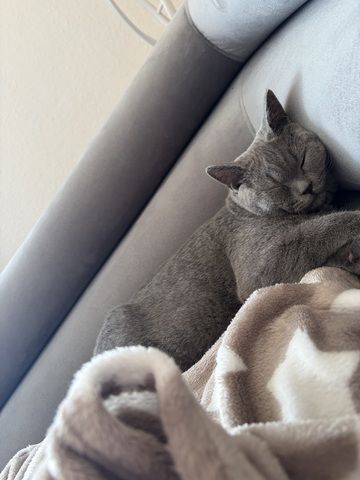 BHK Kitten sucht ein liebesvolles Zuhause