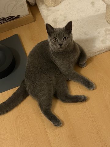 BHK Kitten sucht ein liebesvolles Zuhause