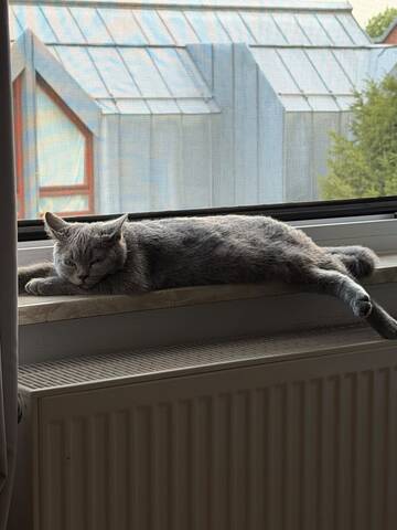 BHK Kitten sucht ein liebesvolles Zuhause