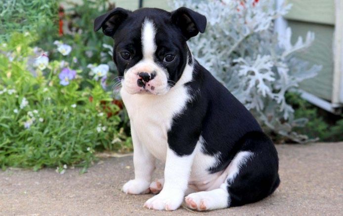 Boston-Terrier-Welpen. WhatsApp: +44 7469 456352