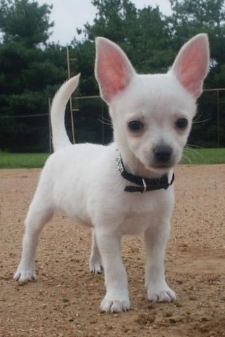 Chihuahua-Welpen. WhatsApp: +44 7469 456352