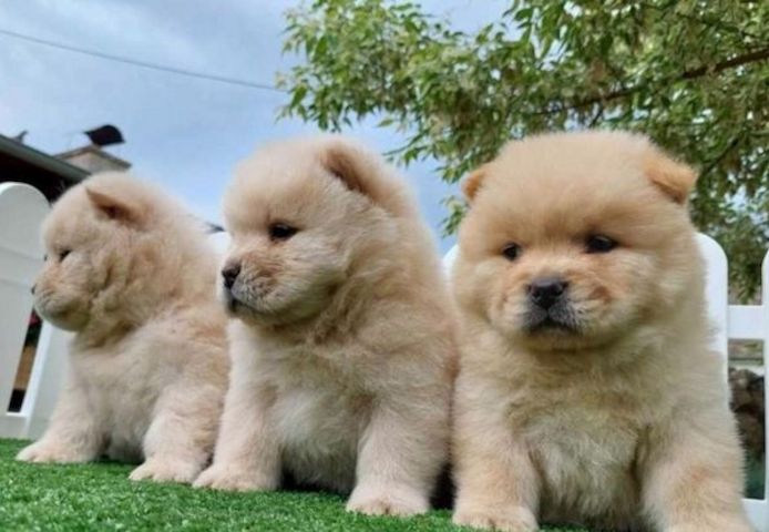 Chow-Chow-Welpen zu verkaufen.