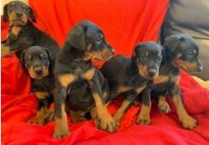KC-registrierte Dobermann-Welpen zu verkaufen