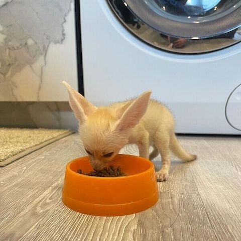 Fennek-Fuchs zur Adoption.