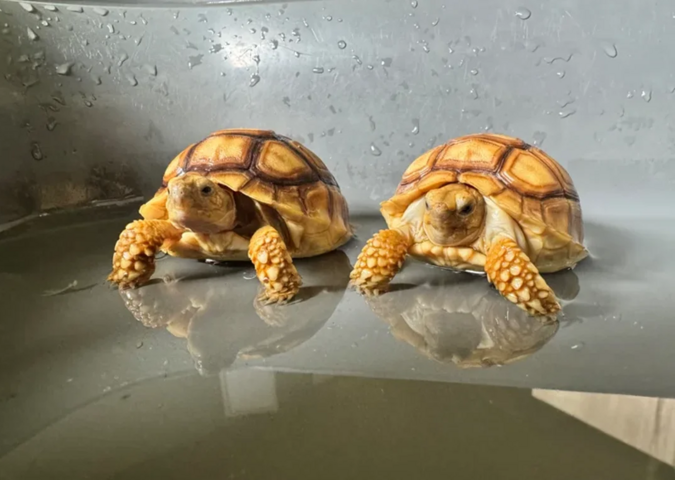 Junge Spornschildkröte zur Abgabe