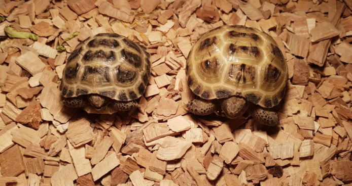 Baby-Vierzehenschildkröte (Russische Landschildkröte) abzugeben