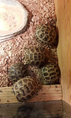 Baby-Vierzehenschildkröte (Russische Landschildkröte) abzugeben