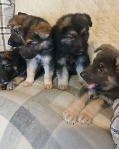 Wunderschöne Schäferhund-Welpen abzugeben