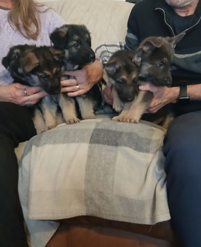 Wunderschöne Schäferhund-Welpen abzugeben