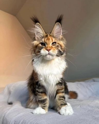 🐾 Maine-Coon-Kätzchen suchen liebevolles Zuhause ❤️
