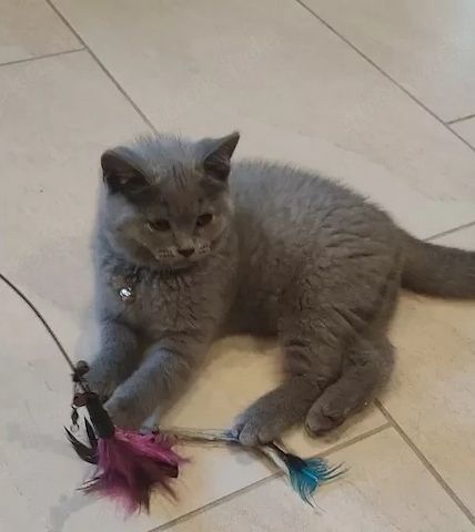 Bkh Kitten Abgabebereit