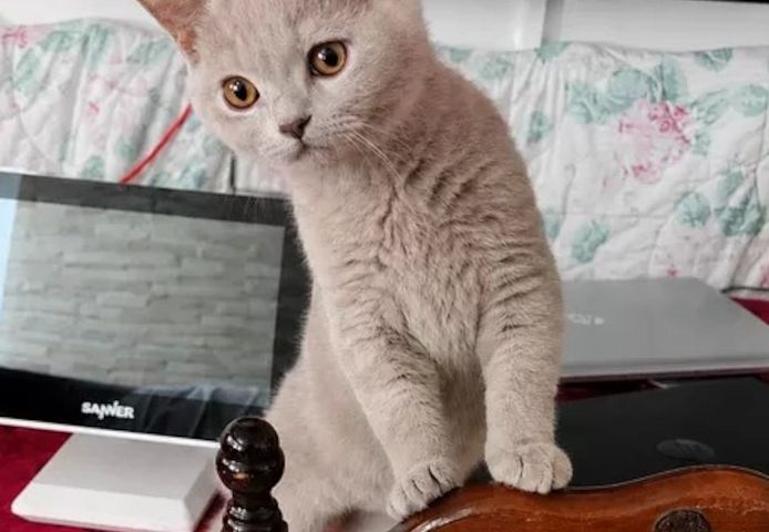 Bkh Kitten Abgabebereit