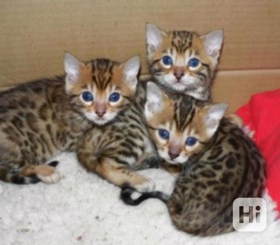 Niedliche Bengalkätzchen zur Adoption