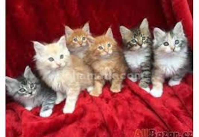 Freundliche Maine-Coon-Kätzchen in Berlin zur Adoption