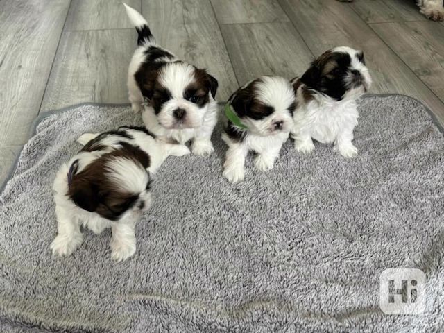 Shih Tzu Welpen zu adoptieren