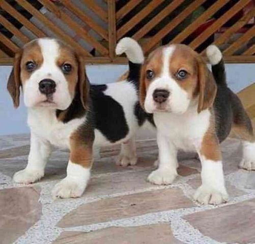 Beagle-Welpen zu vermitteln
